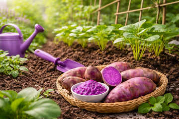 How to Grow Ube Yam