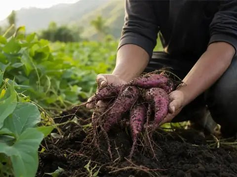 Fresh purple yams harvested from rich soil